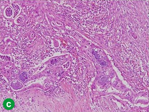 Descrizione: C:\Users\antonio.morselli\Documents\_JOP\ARCHIVIO\2010\201001\02_fig01c.jpg