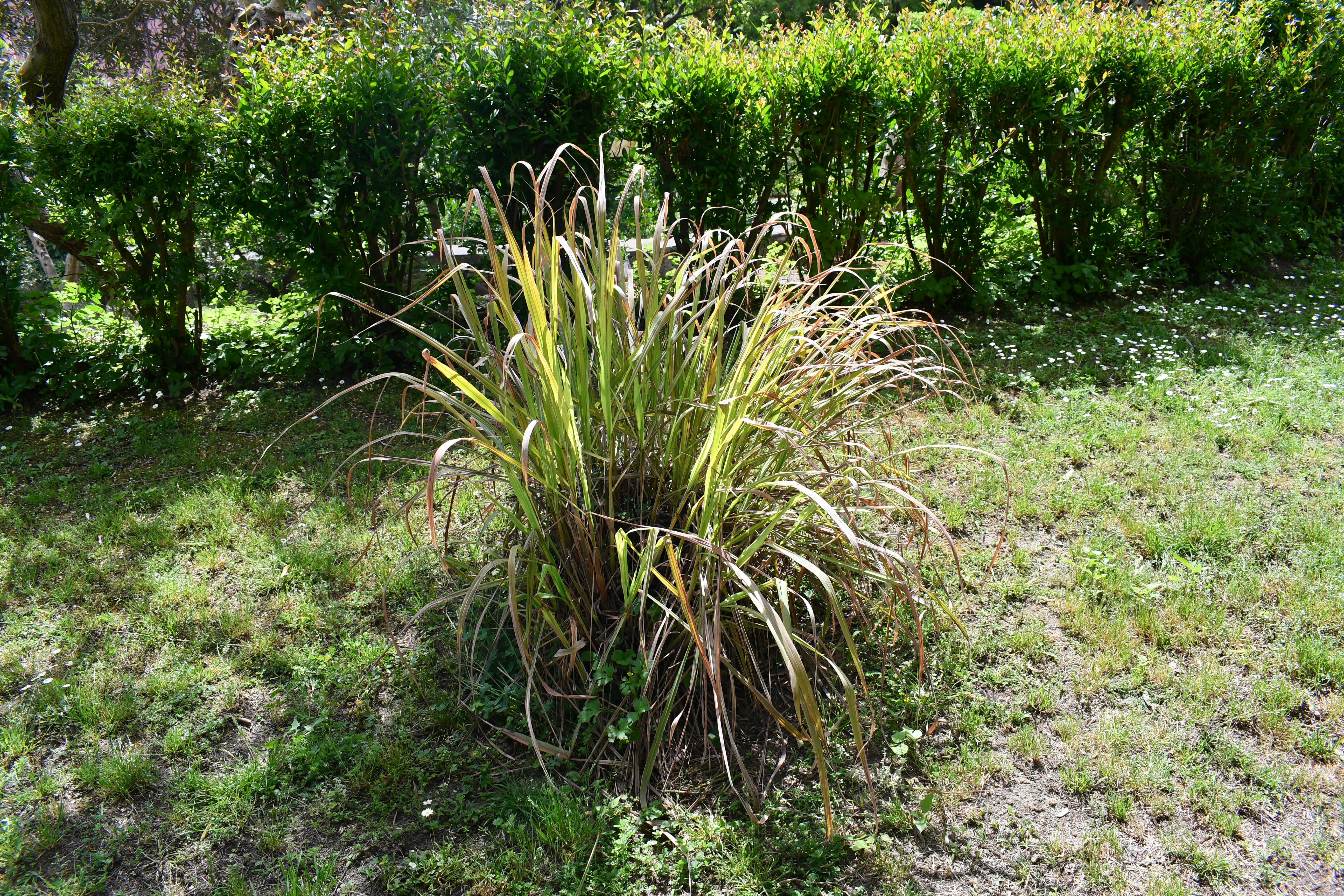 Credits della foto: Real Orto Botanico of Naple, Italy, Photo by R. Berasti