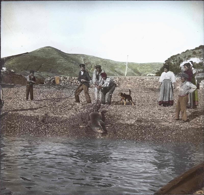 Marine mammals in the Gulf of Gaeta: an updated checklist with historical data