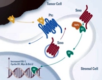 The hedgehog pathway and the interaction of tumor cells with stromal cell